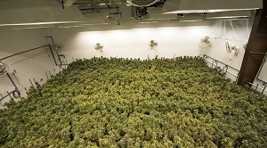 cannabis image blog.jpg